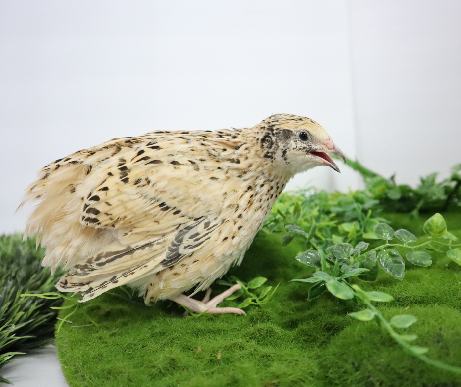 Jumbo Italian Quail side view